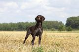 BRAQUE ALLEMAND 063